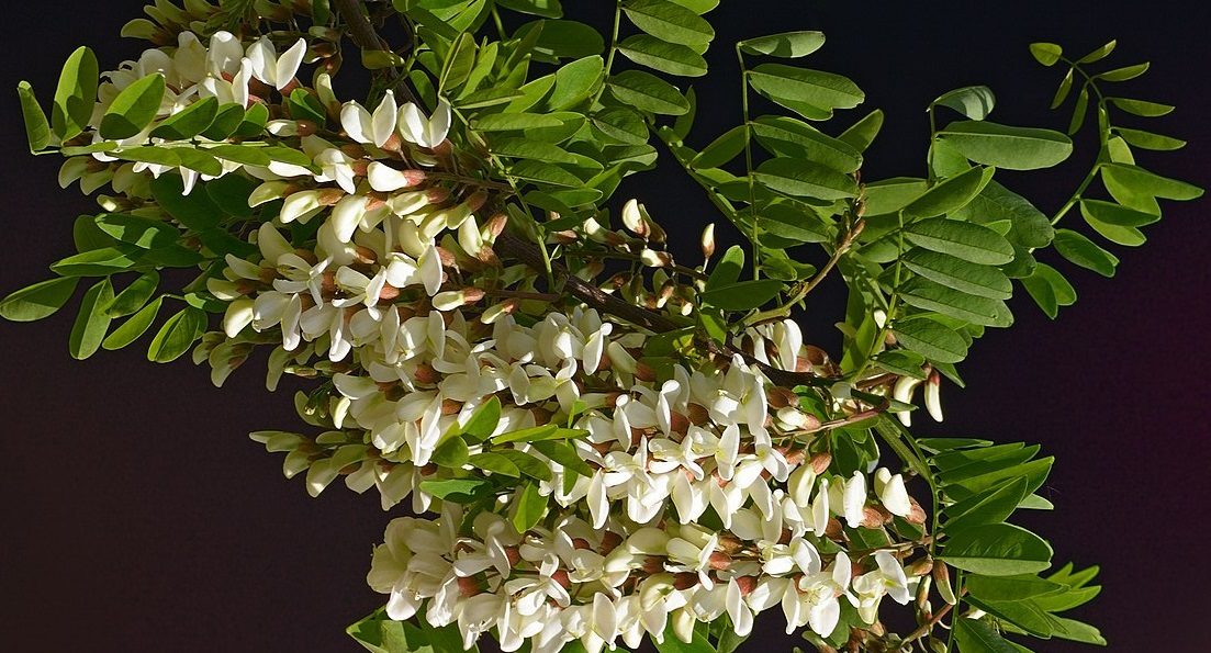 Acacias