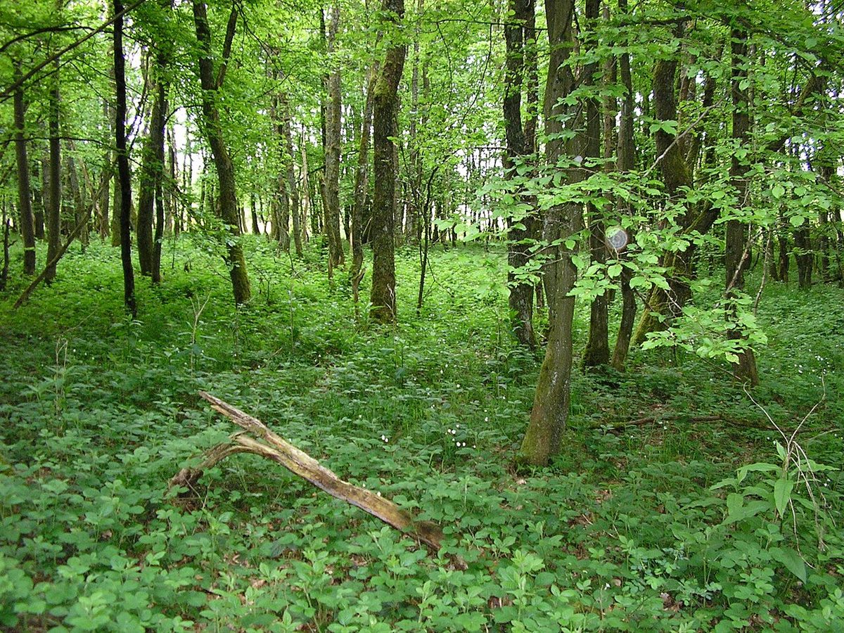 Chêneraie