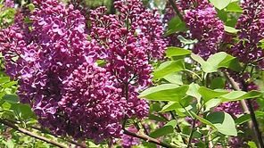 Lilas