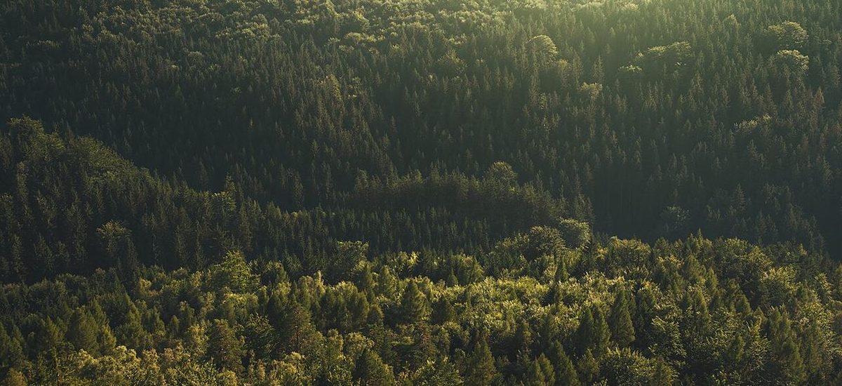 Forêt