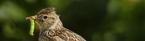 Alouette