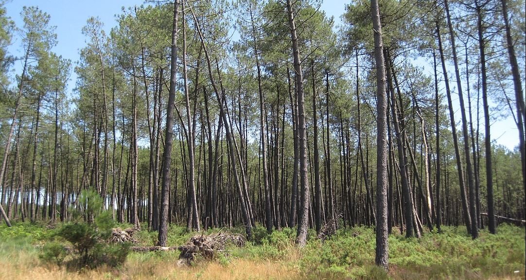 Forêt des Landes